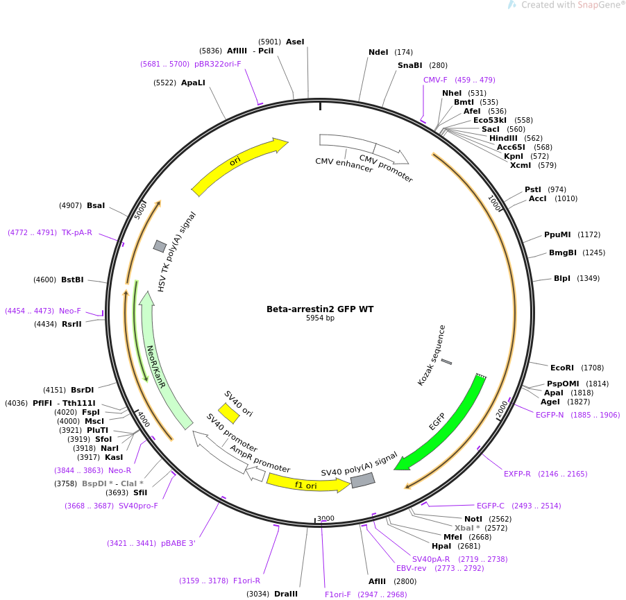 Beta-arrestin2 GFP WT质粒图谱